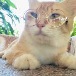 Hồng Thái Đỗ Profile Picture