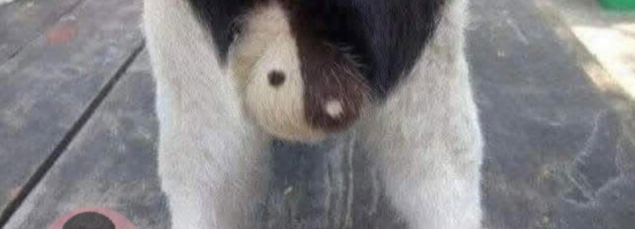 Tùng Mai thanh tùng Cover Image