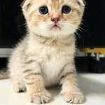 Ngàn Năm Lão Yêu Profile Picture