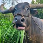 Kaise Profile Picture