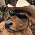 Quy Ki Profile Picture