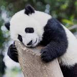 Mạnh Trương Profile Picture