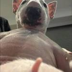 Bao Long Profile Picture