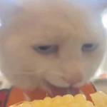 Long Tô Profile Picture