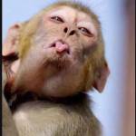 Phat Tran Profile Picture