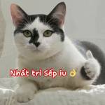 Truongkyanh Profile Picture