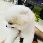 Duc Tran Profile Picture