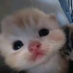 Bongola Cat Profile Picture