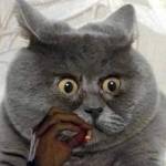 Lucas Vasquetz Profile Picture