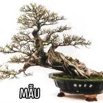 Tu Nguyễn Profile Picture
