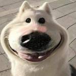 Damwon Kia Profile Picture