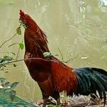 gió độc Profile Picture
