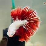Nam Nguyen Profile Picture