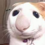 Long Phạm Profile Picture