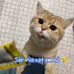 Chep Hoang Profile Picture