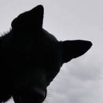 Tuệ Mẫn Profile Picture