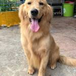 Phú Phạm Profile Picture