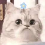 huy pham Profile Picture