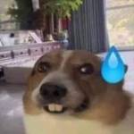 ErenYeager Profile Picture