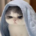 Son Le Profile Picture
