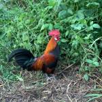 Chicken Boy Profile Picture