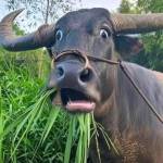 chichbaote Profile Picture