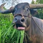 Bá Dâm Trần Profile Picture