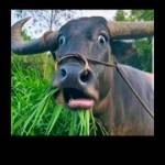 Ziccy Profile Picture