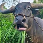 Ngọ Phạm Profile Picture