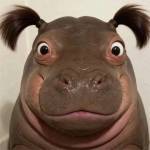 Hay Đi BOY Profile Picture