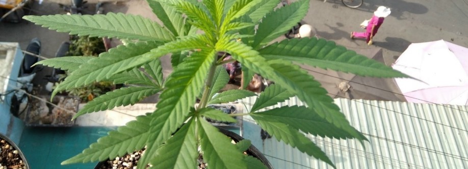 Pi Nguyễn Cover Image