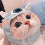 Khánh Toàn Trần Profile Picture