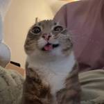 Phu Le Profile Picture