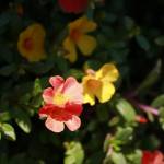 Khaitam Profile Picture