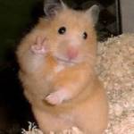 N Phan Profile Picture