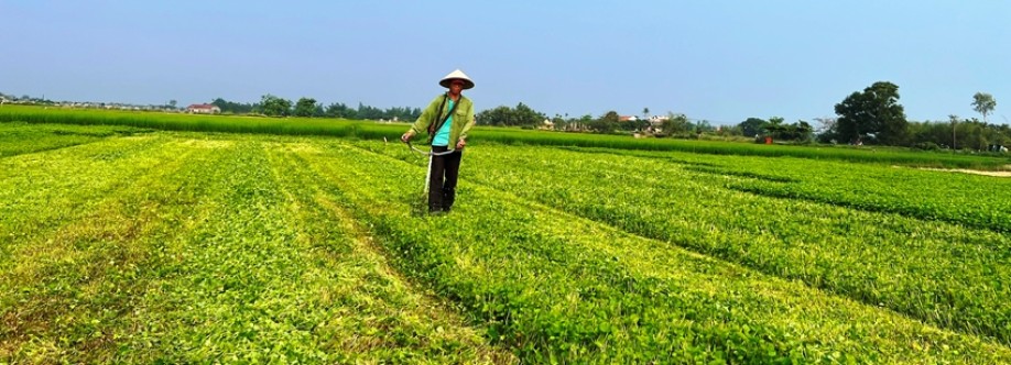 Rau Thanh Hóa Cover Image