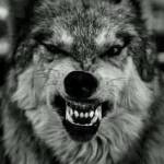 Teo Do ngoc Profile Picture