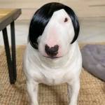 Phongluu Profile Picture