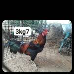 Van Khung Profile Picture