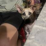 Dong Van Profile Picture