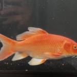 cachepphitan Profile Picture