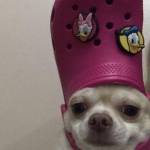 Qin Qin Profile Picture