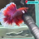 Panadolxxz Profile Picture