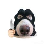 Quocphap26 Profile Picture