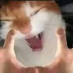 hung le Profile Picture