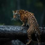 asd dsa Profile Picture