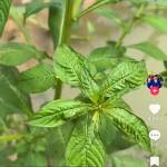 Ngọc Do Profile Picture