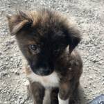 Đen Xì Profile Picture