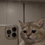 Nhân Hữu Profile Picture