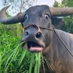 Báo Giàng Profile Picture